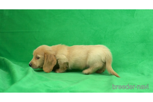 成約済の東京都のミニチュアダックスフンド(ロングヘアード)-154156の4枚目